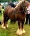 Elvis Price's Chestnut Stallion
Blackberry's Sire