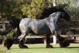 SD DJWW Black Jack
(Steel's Sire)