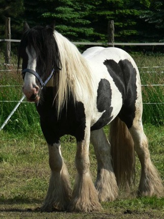 SACHSENTINKER RICK
Brandsy's Sire