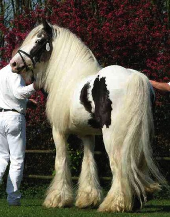 Flash's Grandsire
"Rob Roy"