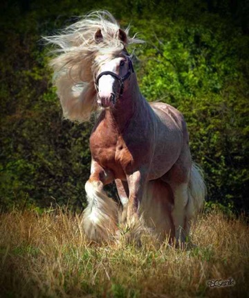 Grayson's Grandsire
"WHR Simon"