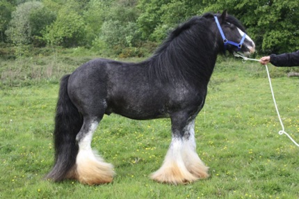 Grayson's Great Grandsire
"Peter Ash's Blue Horse"