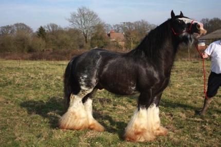 Peter Ash's Bullseye
Jameson’s Great Grandsire