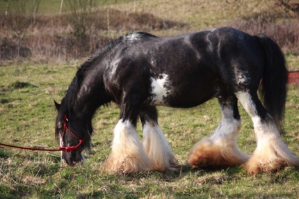 Peter Ash's Bullseye
Jameson’s Great Grandsire