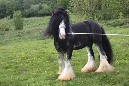 Peter Ash's Blue Horse
Jameson’s Grandsire