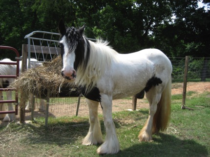 MGRVV Willow
Promise's Dam